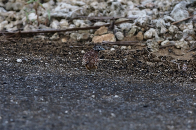 ~tEY,Barred Buttonquail